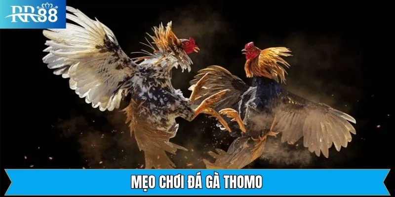 Mẹo Chơi Đá Gà Thomo Tại RR88 | Chiến Lược Hiệu Quả Từ Chuyên Gia