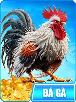 Sảnh đá gà RR88